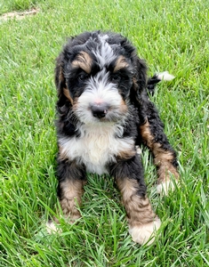 F1 Medium Bernedoodle Puppies